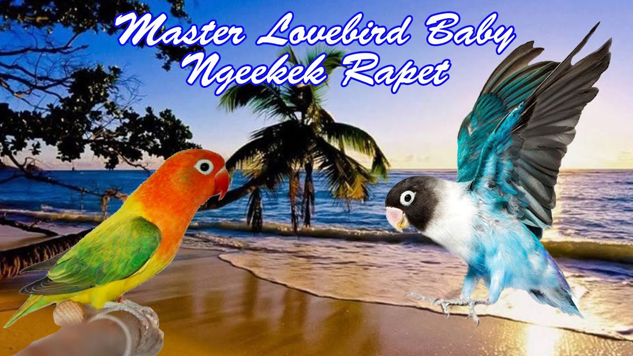 Master Lovebird Baby