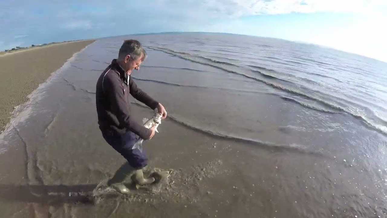 Sole and Bass   Sea Fishing the Bristol Channel Shore  June 2022