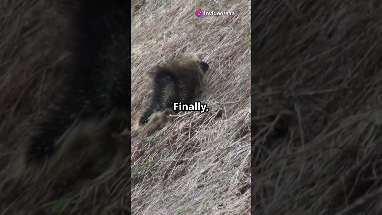 Porcupine Problem 🦔 vs 🐶 | Wild Rescue Drama Unfolds!