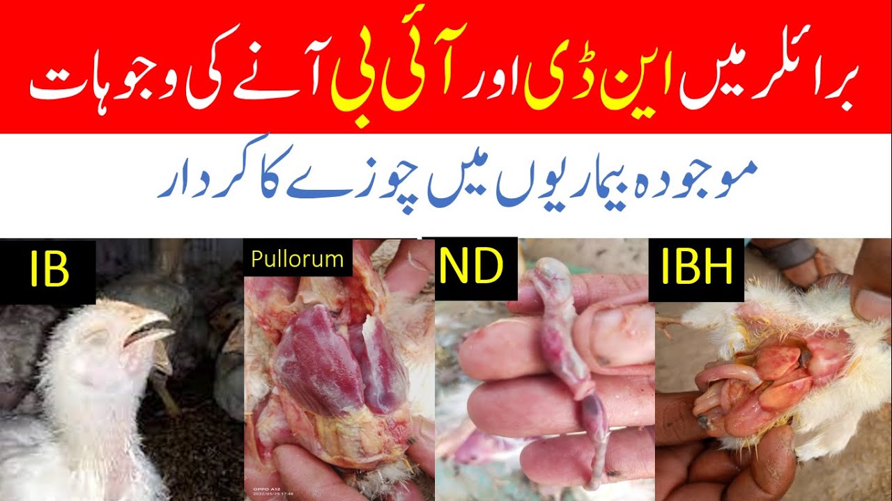 Basic reason of ND, IB out-Break in Broiler flocks | Role of Chicks in ND IB out-Break | Poultry