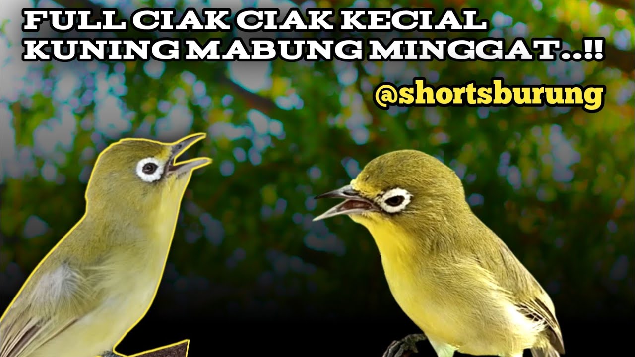 MASTERAN KECIAL KUNING LOMBA SUARA CIAK CIAK JOSS || TERAPI KECIAL KUNING MALAS BUNYI