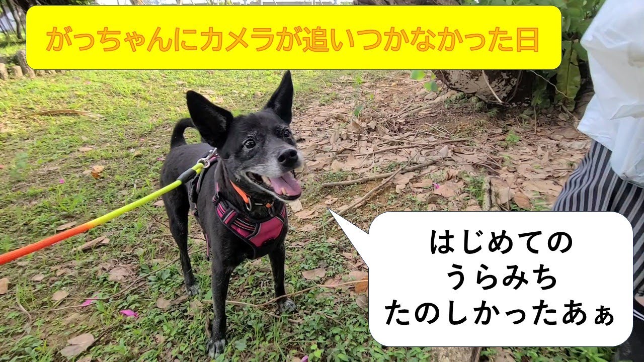 【ワンワンゴミ拾い】11月コザ運動公園
