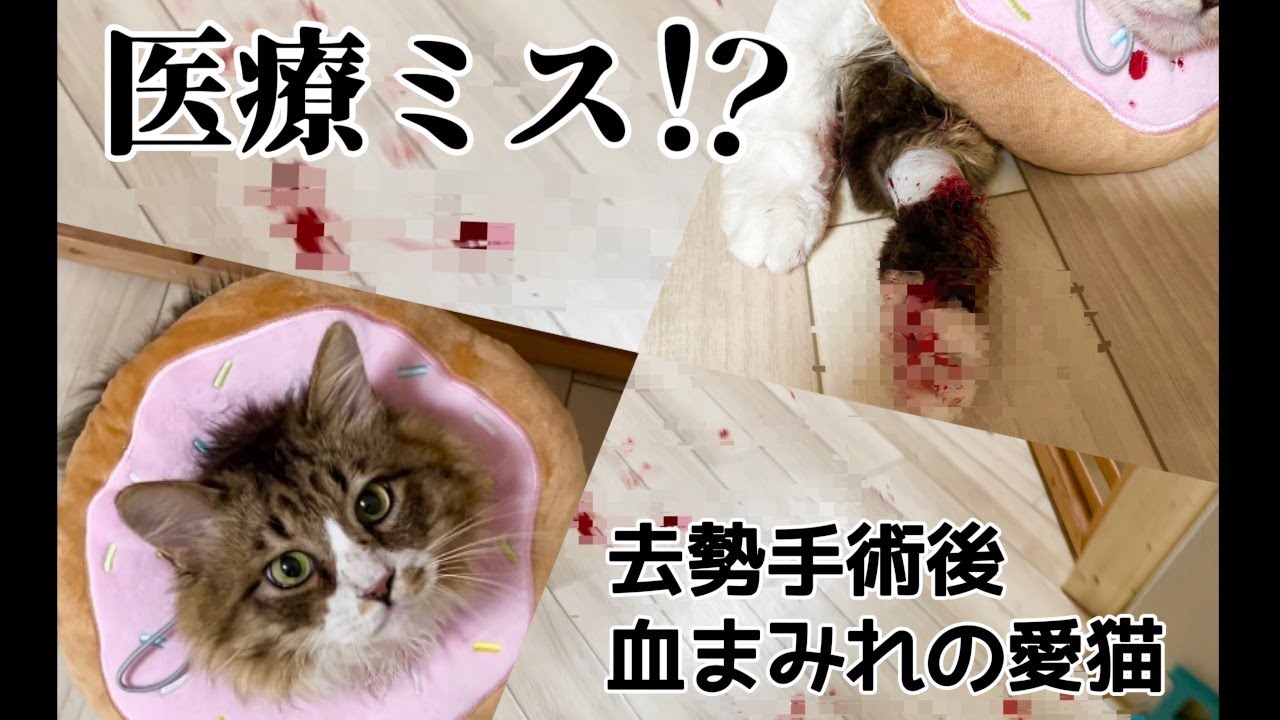 【閲覧注意】去勢手術後 血まみれの愛猫…元野良猫ぽこまるの身に一体何が！？
