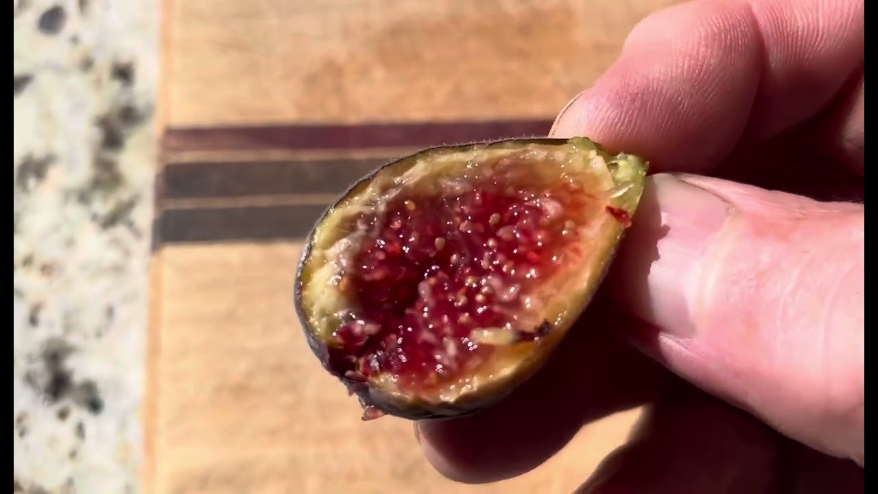 S&atilde;o Miguel Roxo aka Azores Dark fig - another delicious Mt. Etna