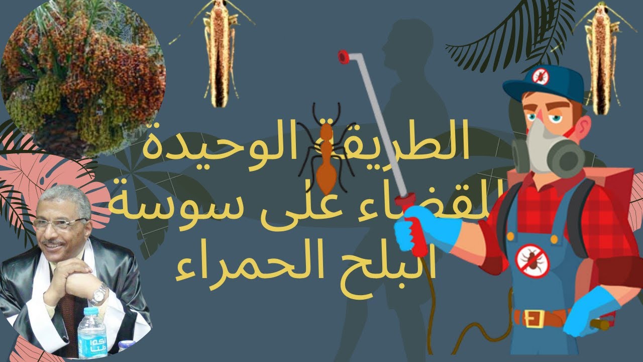 الطريقة الوحيدة للقضاء على حشرة ثمار البلح الحمراء # مكافحة - سوسة ثمار البلح #