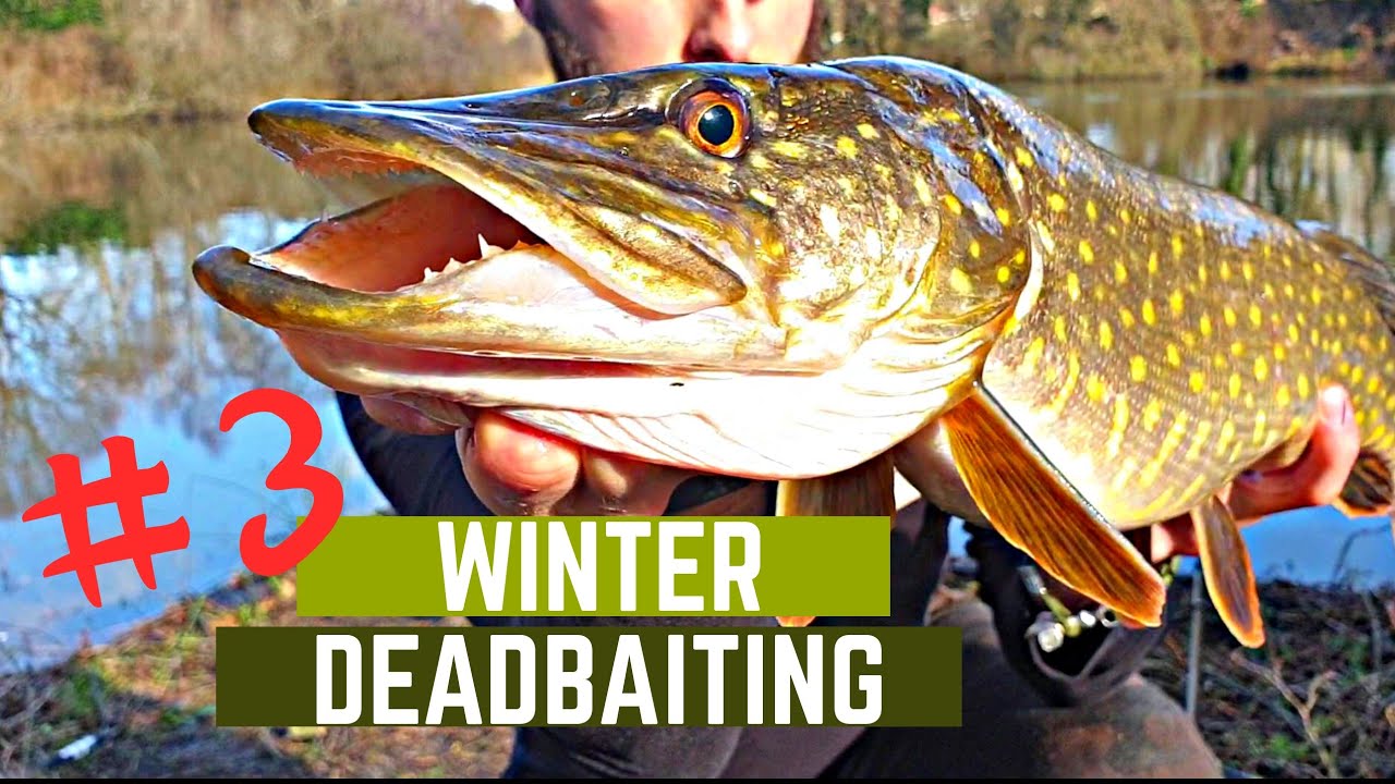 PIKE FISHING - Gravel pit deadbaiting (PART 3: Overdepth float and ledger rig)