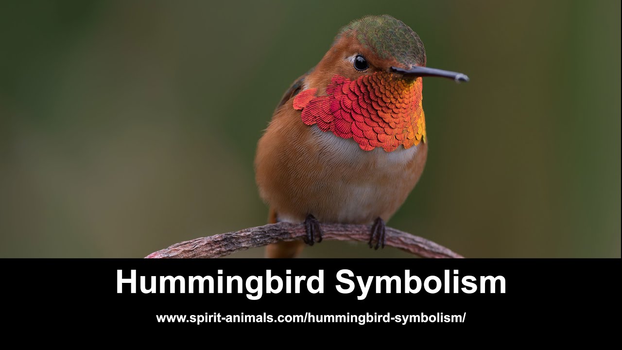Hummingbird Symbolism