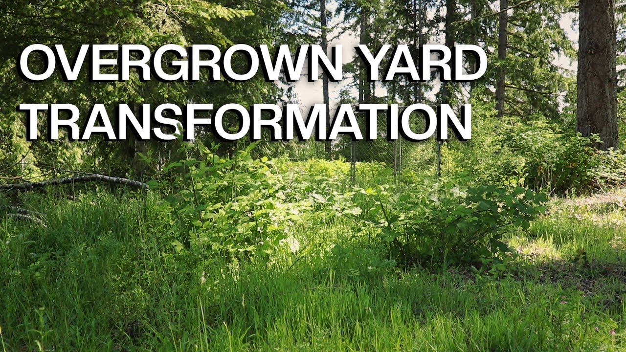 Extremely Overgrown Yard Clean Up Satisfying Lawn Care Time-Lapse Before & After