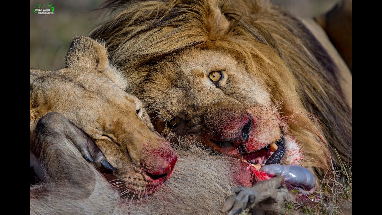 Tracking Lions on Foot in South Africa | Charged by an Elephant | My First Wildlife Documentary