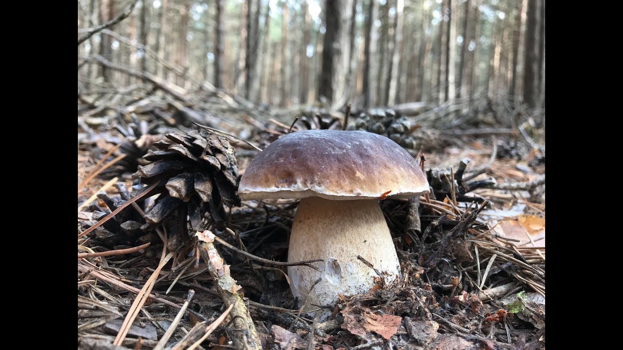 BOLETUS EDULIS, OCTUBRE 2019