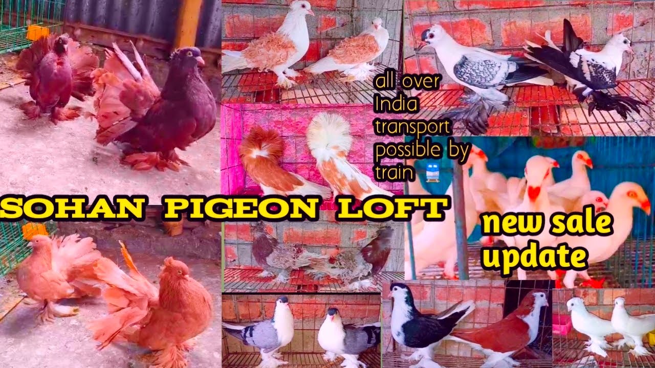 Fancy pigeon farm in West Bengal। Sohan pigeon loft। Call 🤙+91 97497 49666