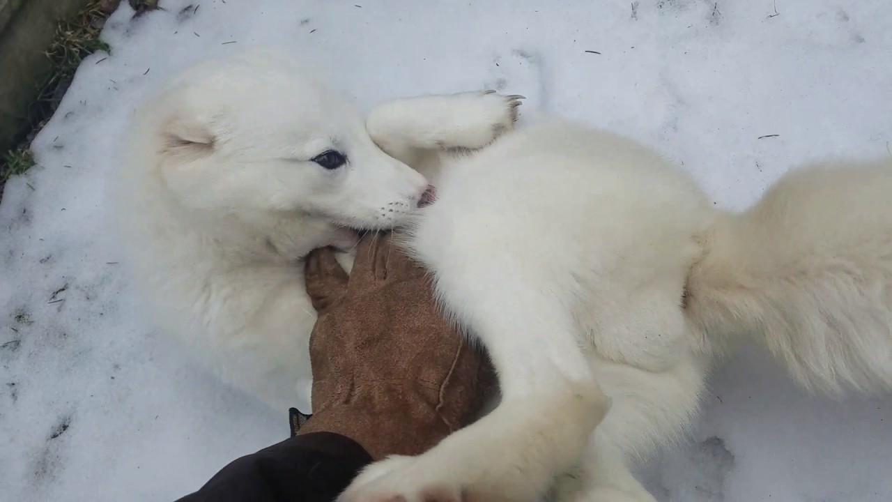 Koda, the arctic fox, playing in the snow