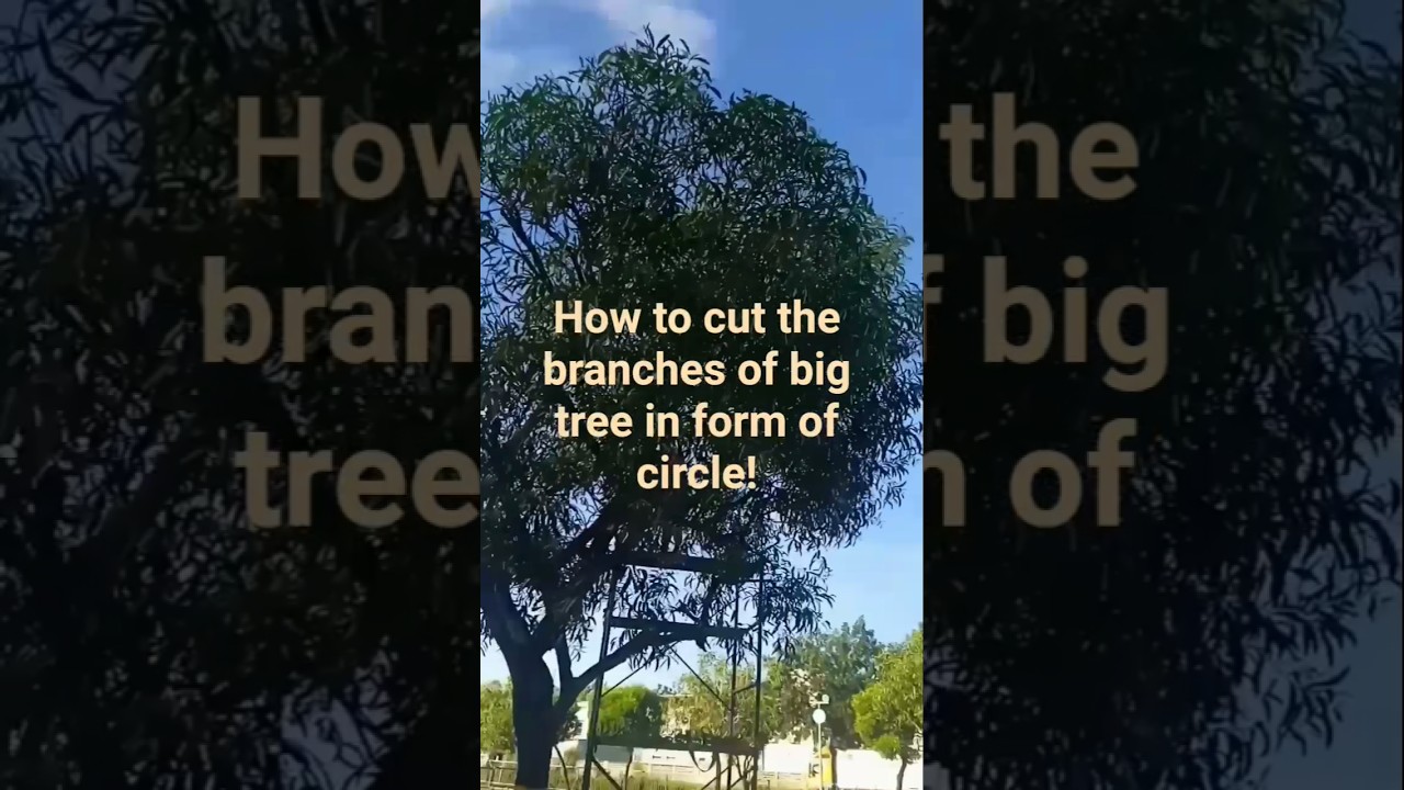 #how to cut branches of big tree in form of circle #tutorialcuttingofbranches of big tree#howtotrim