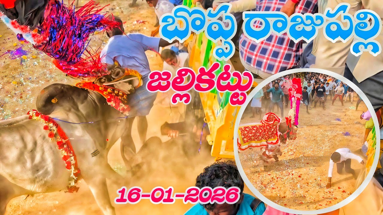 బొప్ప రాజుపల్లి పశువుల పండుగ🔥|16-01-2026|Boppa rajupalli Jallikattu #telugujallikattu2026🤩🤩
