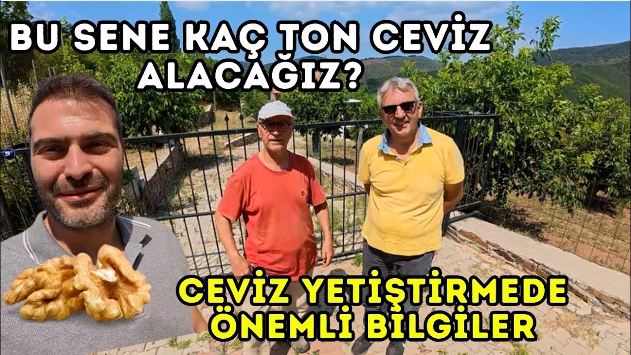 BU SENE KAÇ TON CEVİZ ALACAĞIZ ? CEVİZ YETİŞTİRİCİLİĞİNDE ÖNEMLİ BİLGİLER