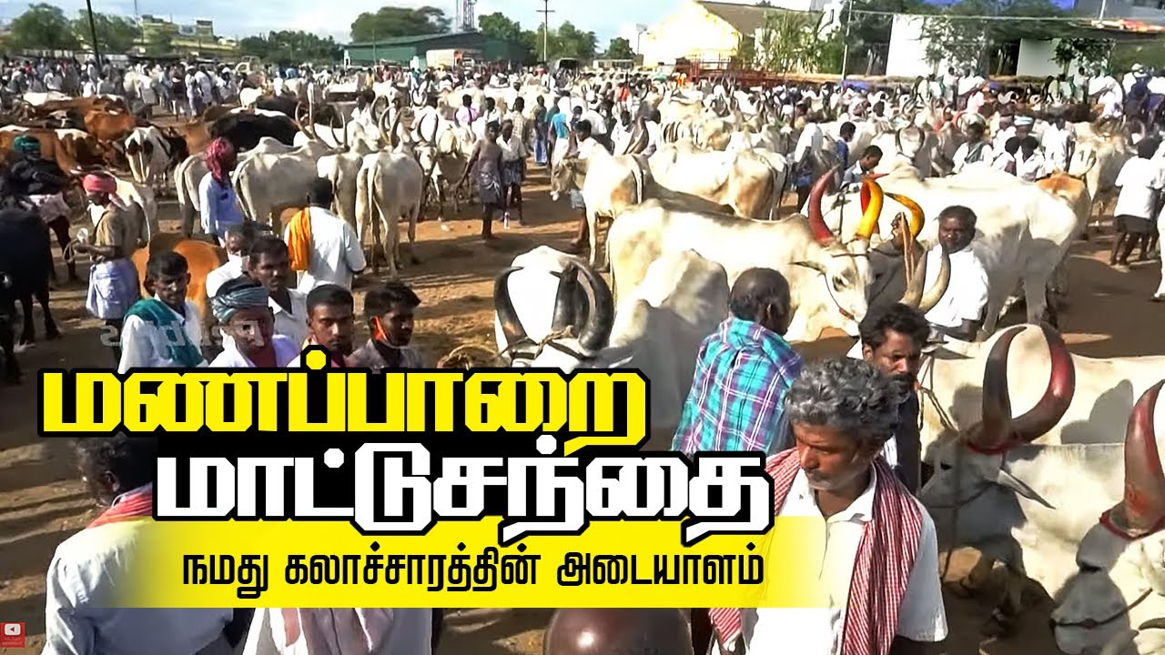 மணப்பாறை மாட்டு சந்தை | Manapparai Mattu sandhai | Manaparai Cow Market