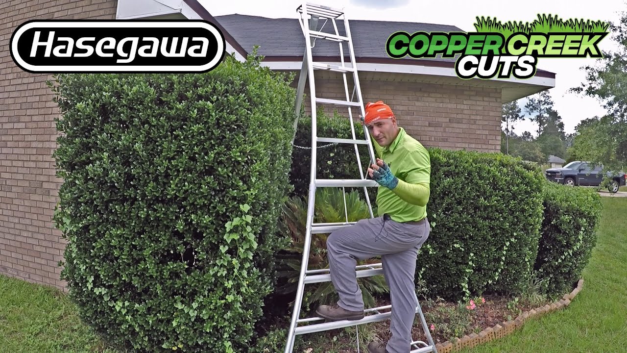 Tall Shrubs Vs. Taller Ladder (Hasegawa Tripod/Orchard/Landscape/Arborist Ladder)