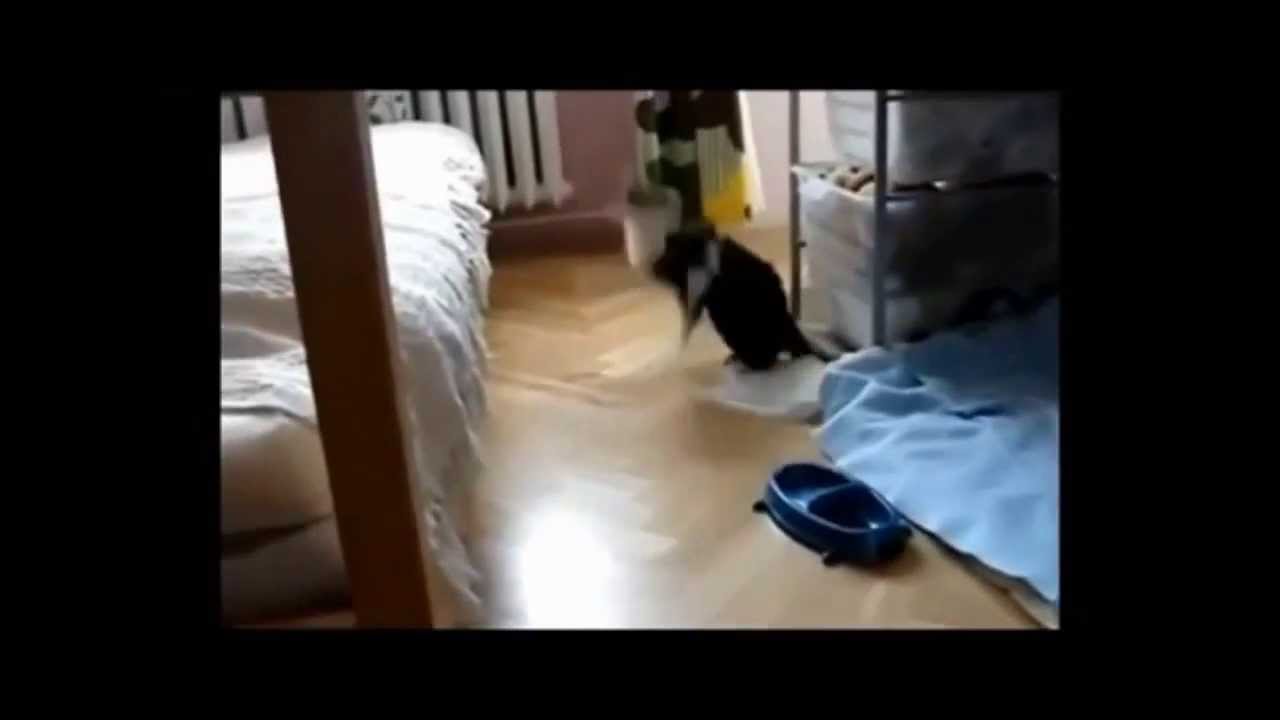 Funny Animals Fail Compilation 2013