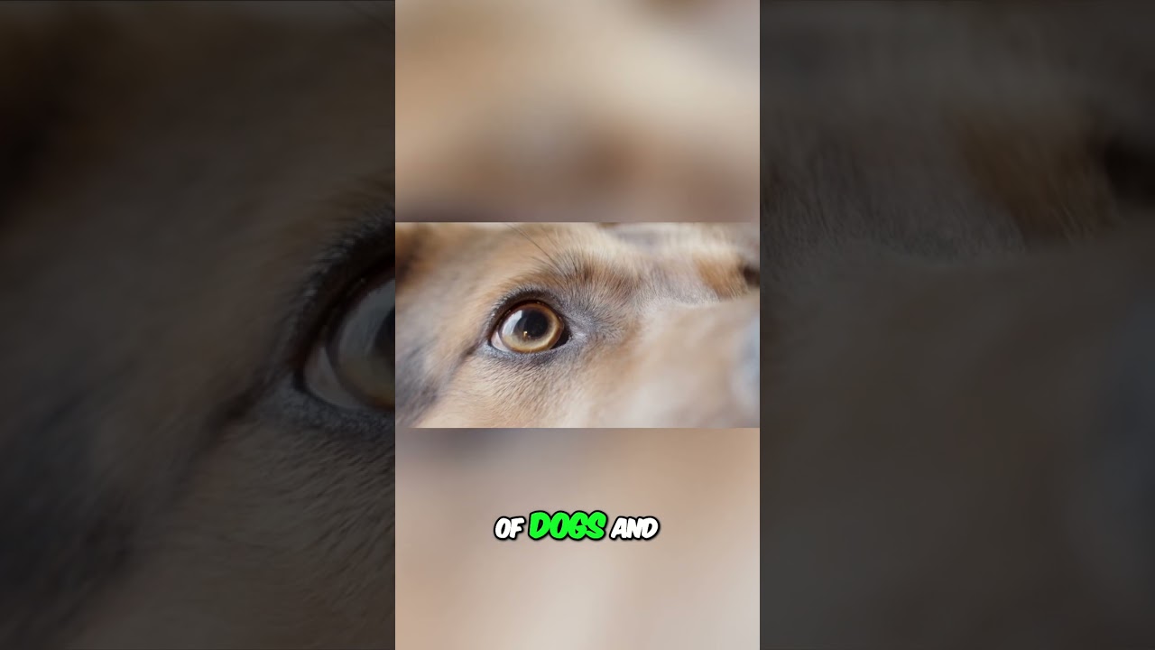 Why Dogs Avoid Eye Contact: Understanding Their Behavior and Communication