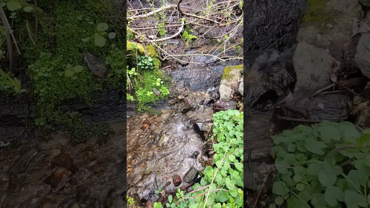 Лесной ручеёк | Forest stream 