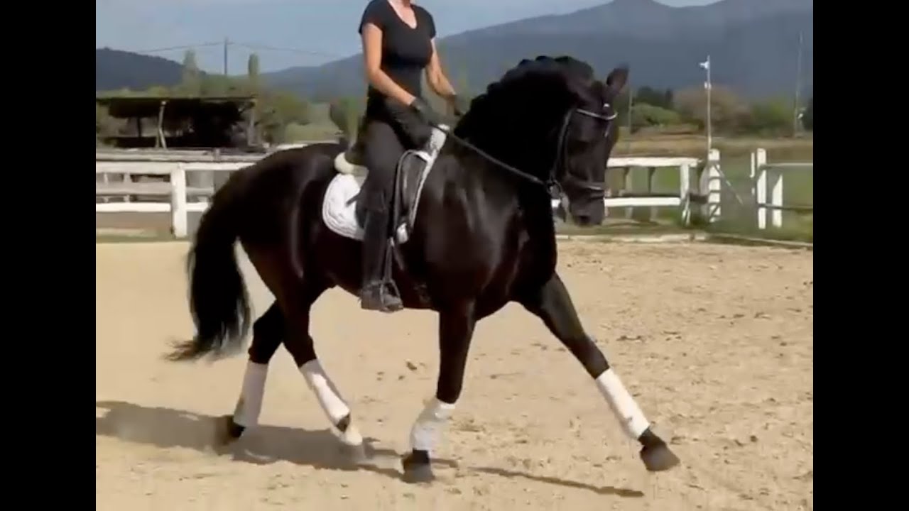 ESTANCO 2016, Black PRE - Andalusian Gelding , March 2025 video