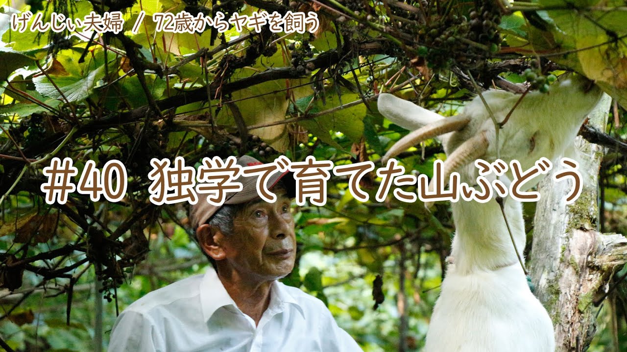 【76歳ヤギ飼い#7】ヤギ達は大興奮！山ぶどう畑で週に一度の外食　72歳からの楽しいシニアライフ#40