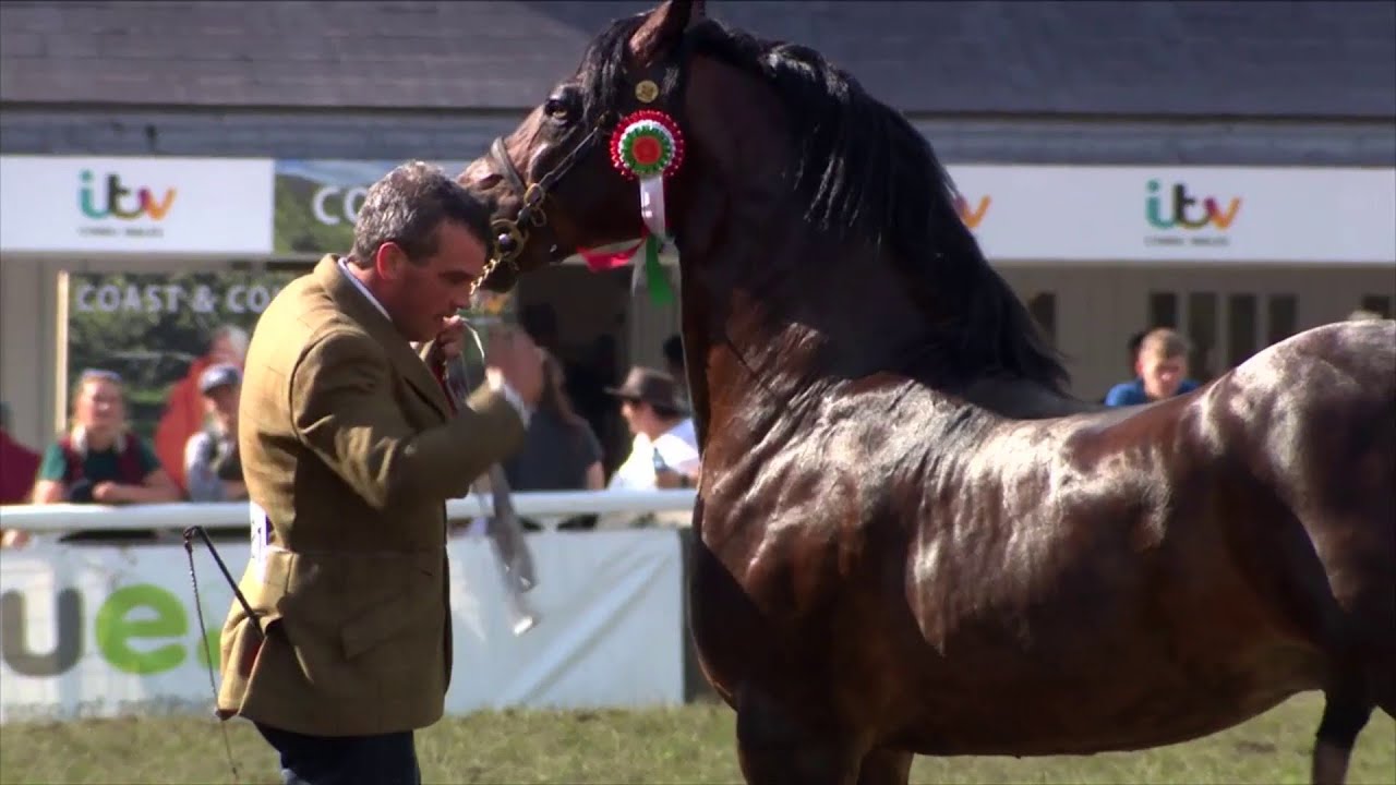 Prif Bencampwriaeth Ceffylau'r Sioe | Supreme Royal Welsh Show Horse Championship
