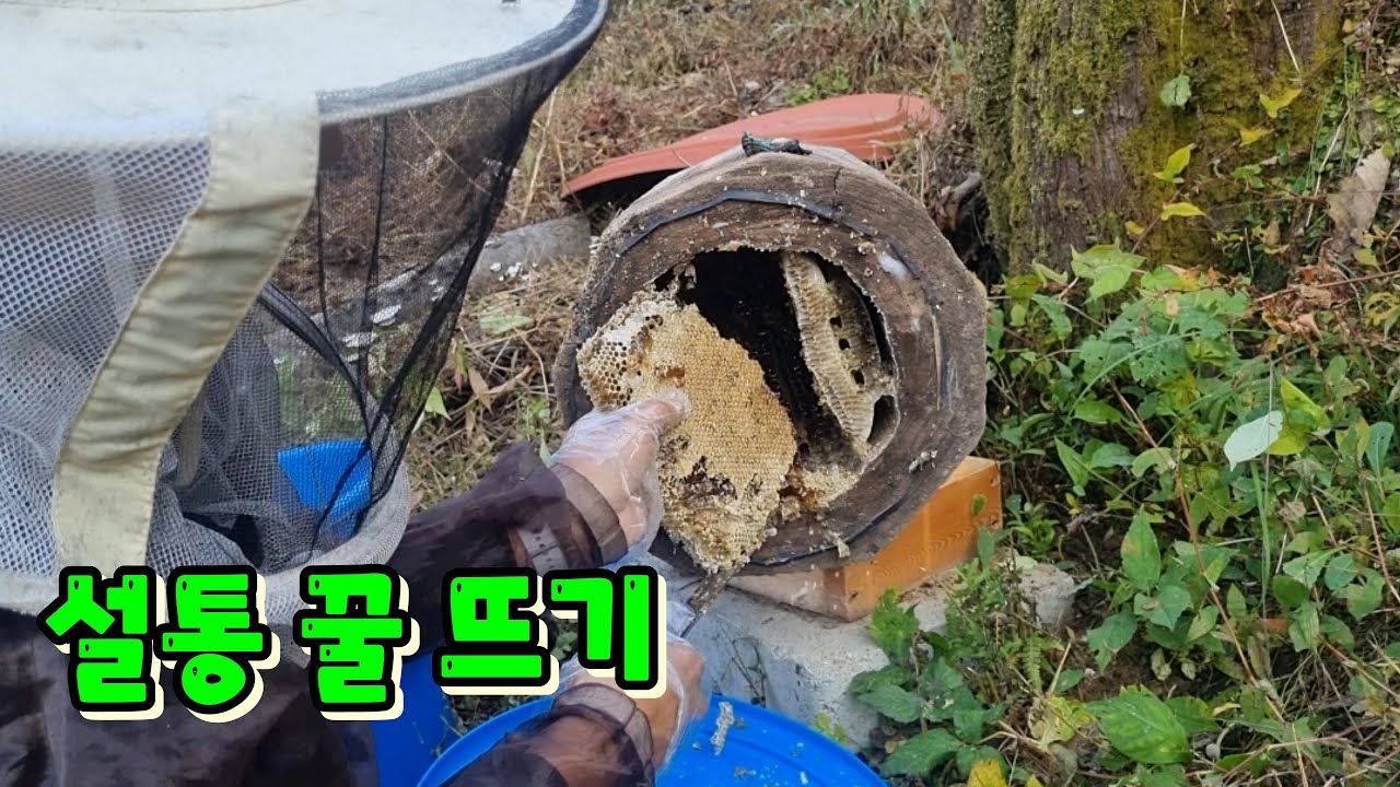 설통 토종꿀 첫 채밀.환태통 꿀뜨고 월동하는방법