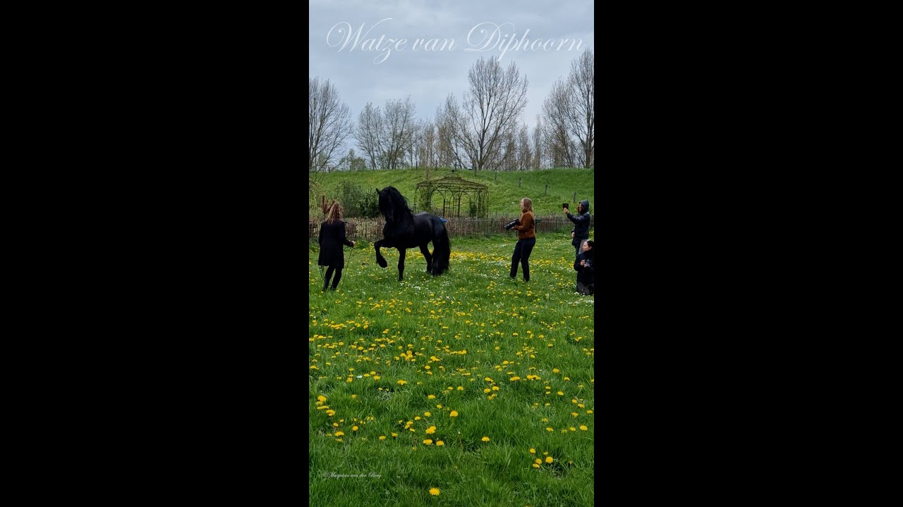 Dancing with Friesian Stallion Watze Photosession part2