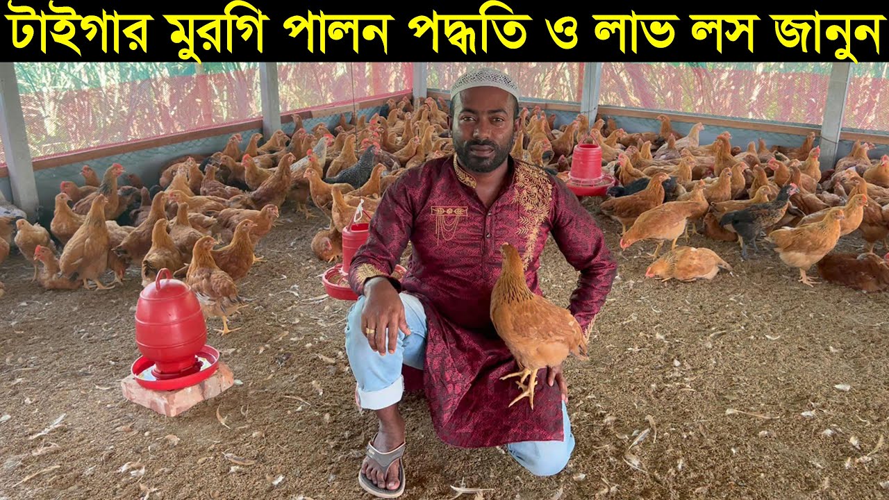 ব্যবসা ছেড়ে টাইগার মুরগি পালন করে কেমন আছেন মামুন ভাই জানুন বিস্তারিত Tiger murgi palon