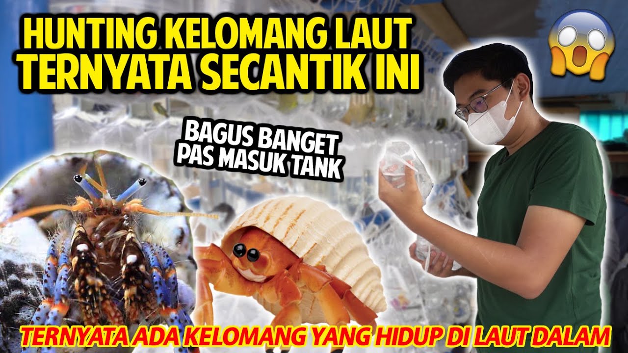HUNTING KELOMANG AIR LAUT! KECIL-KECIL TAPI CANTIK BANGET! BAGUS DI AQUARIUM! BLUE LEG HERMIT CRAB!