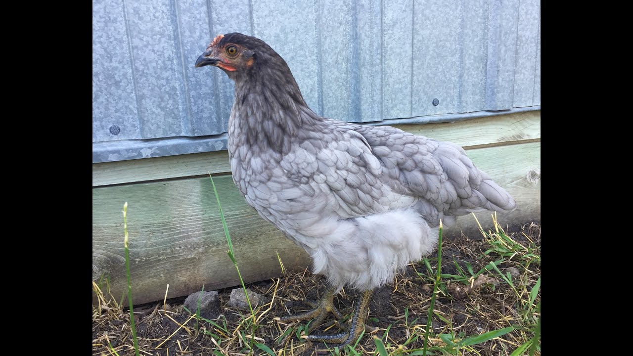 10 Week Update - Sapphire Gem Chickens