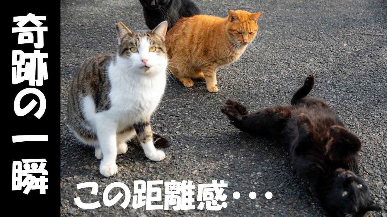 シャッターを切った瞬間、のら猫様たちがこうなった