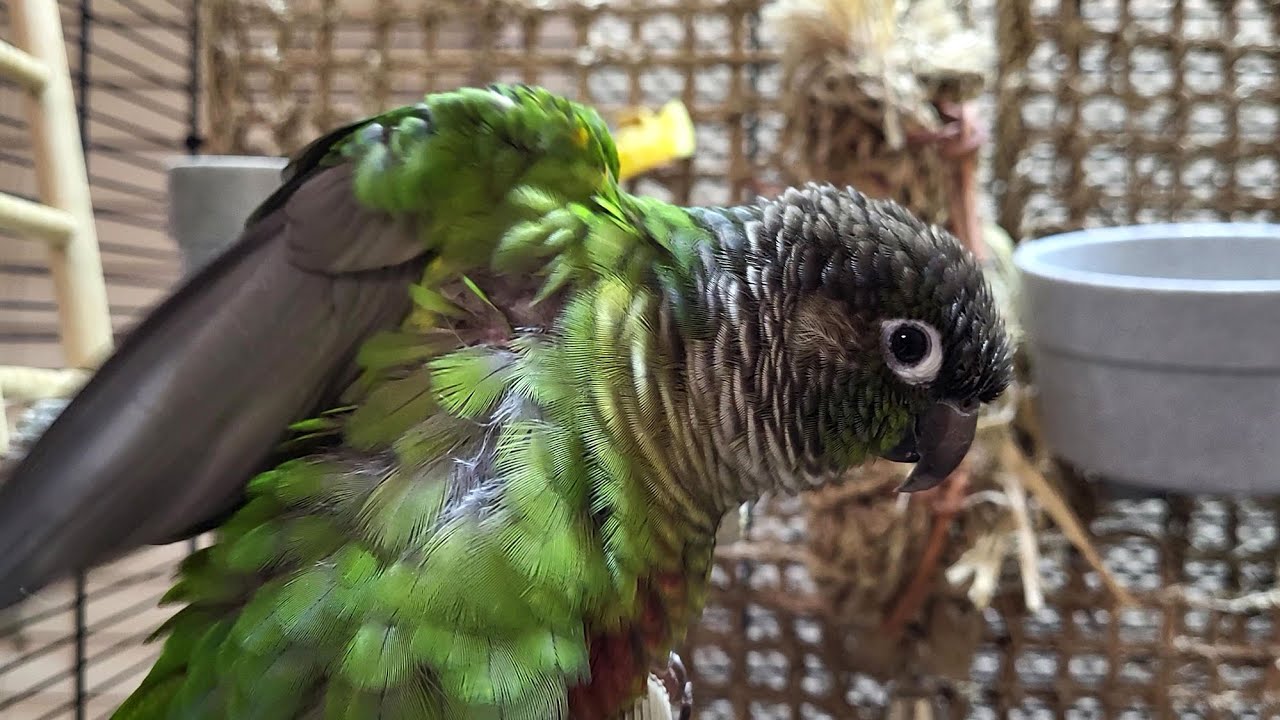 conure parakeet sounds for 7 hours