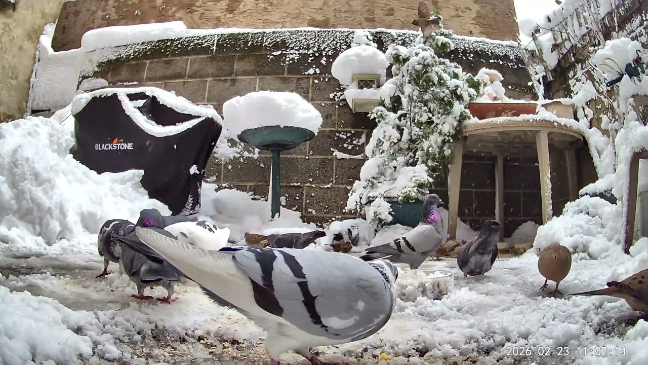 Pigeons turn to grab some food 