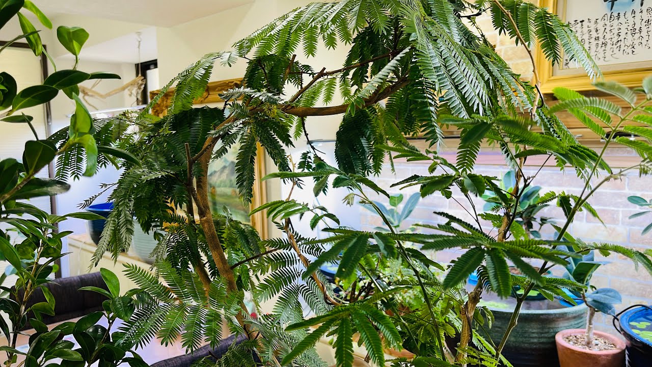 【エバーフレッシュ】と「ネムノキ」🌿比べると全然違う⁉️🤔