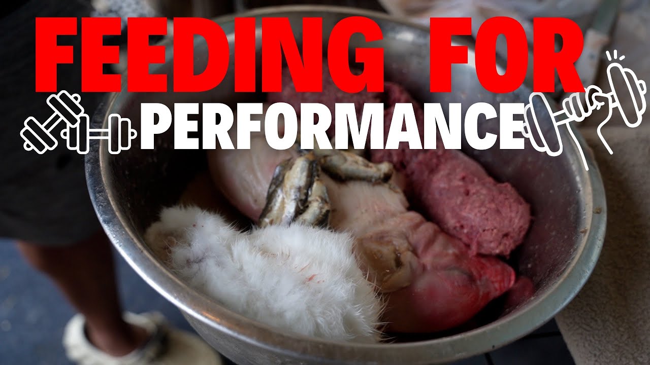 Feeding for Performance: Tailored Nutrition for Active Dogs (Ego & Tron Meal Prep)