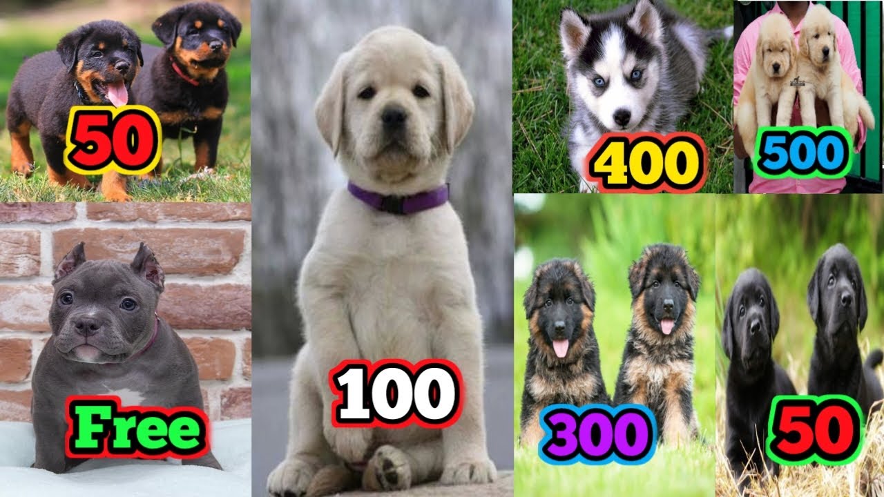 ₹50, ₹100, ₹500 Cheapest Dog Market in India! 🐶+ Home Delivery 🏡🚚 Lab,Gsd,pug, retriever,husky🤩🤩