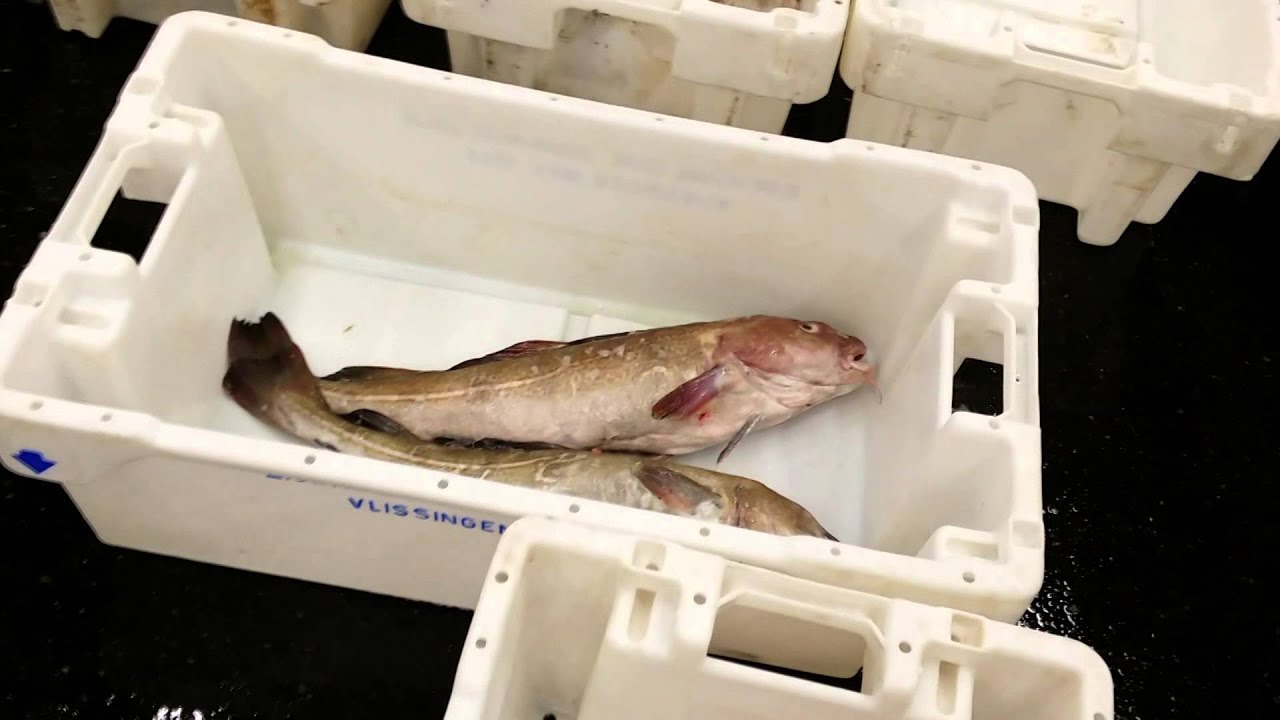 De vismijn van Vlissingen