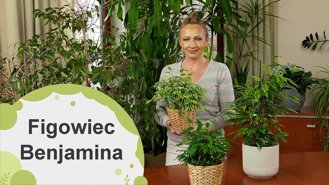 Figowiec Benjamina. Jak go pielęgnować? Dlaczego opadają mu liście?