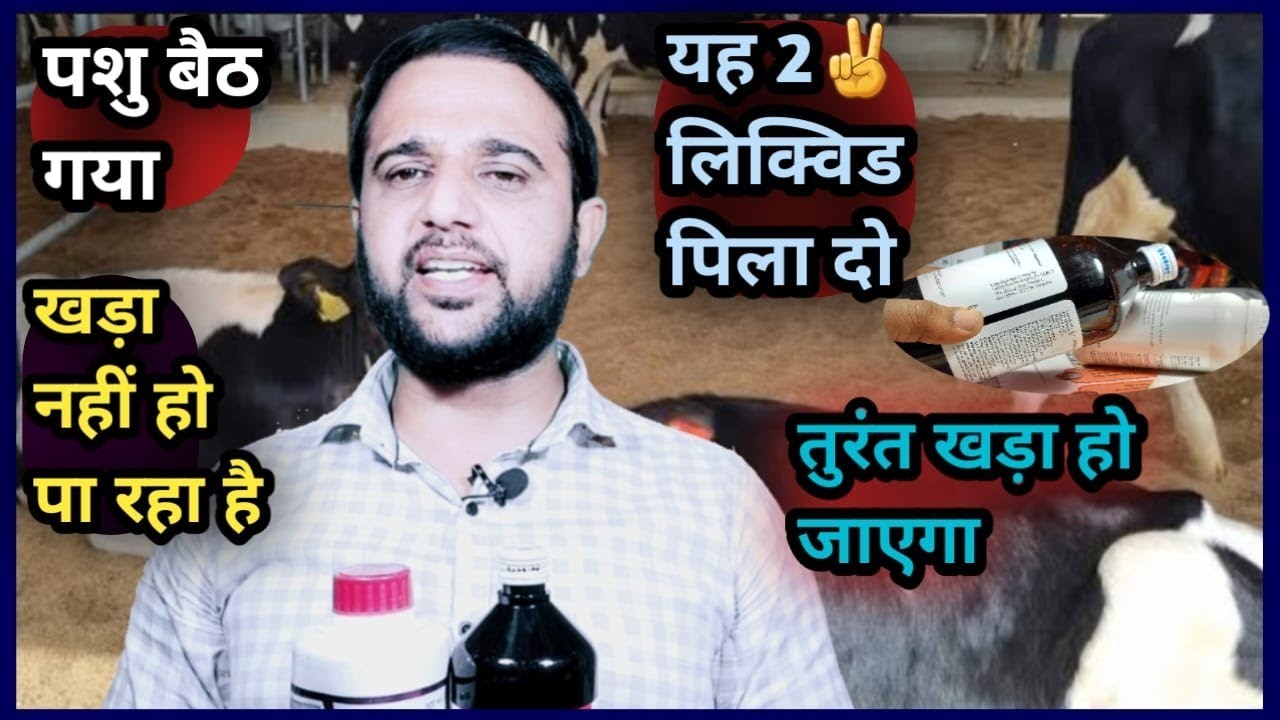 पशु बैठ गया खड़ा नहीं हो पा रहा है यह ✌️ 2 लिक्विड पिला दो||तुरंत खड़ा हो जाएगा Pahuon Khada nai