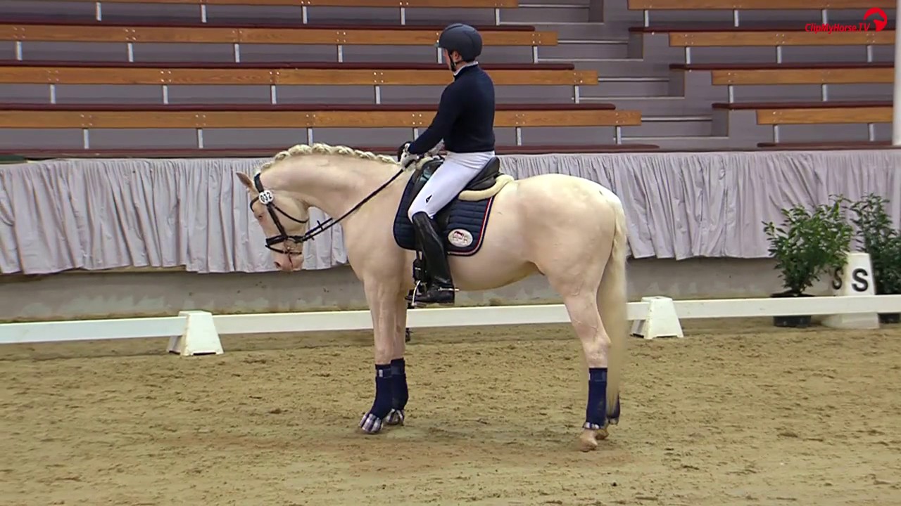 VPrH Qaside MD v. PrH Quasi Gold MD in Münster-Handorf 9.2.17