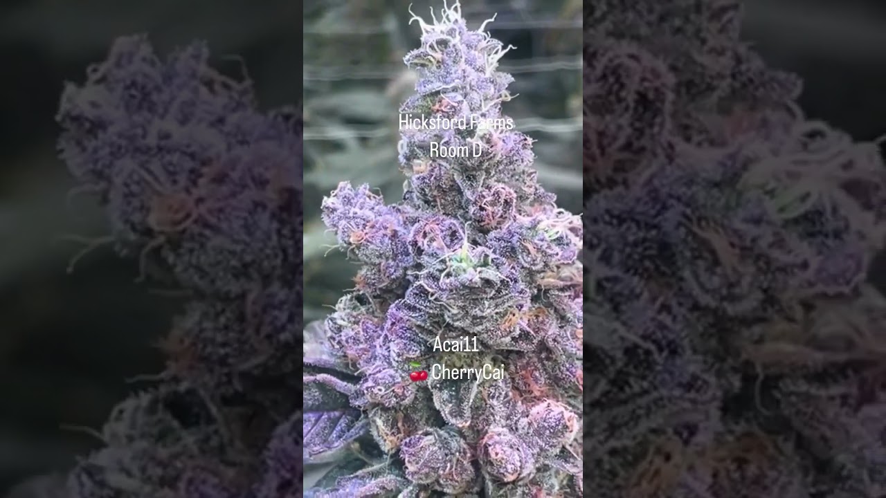 Hicksford Farms - Exotic strains
