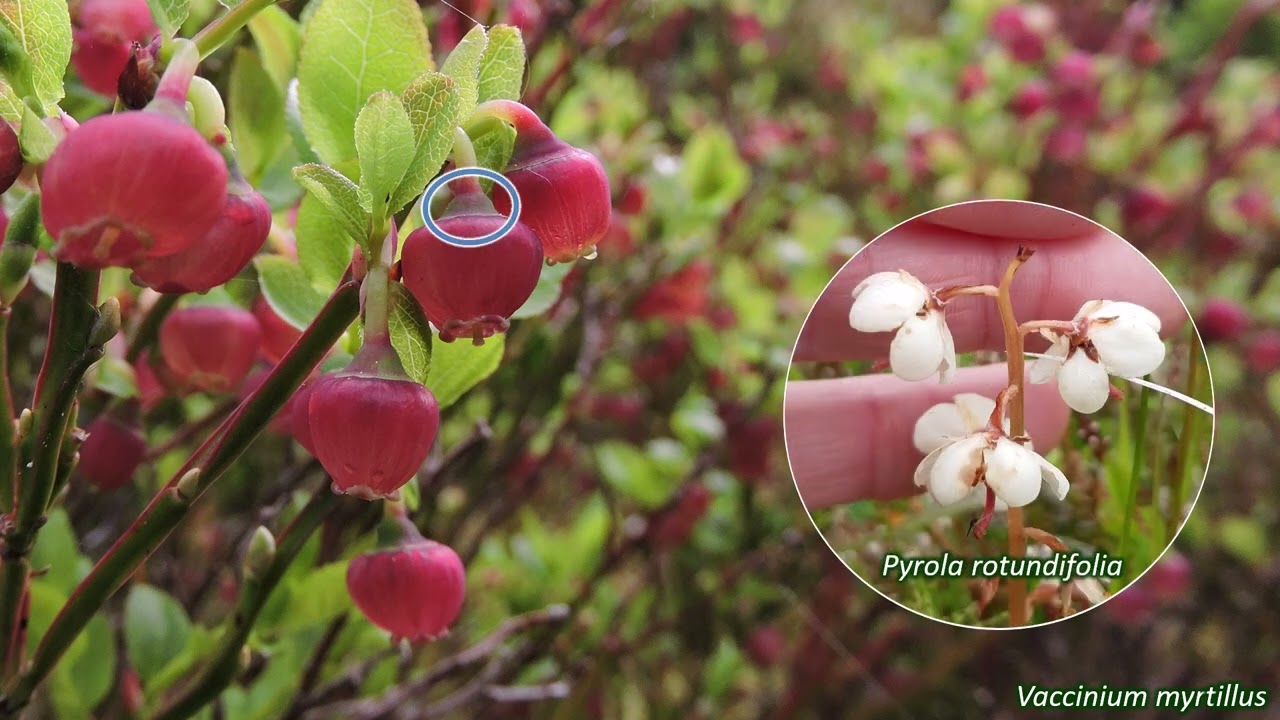 Ericaceae - UK wildflowers - Five-minute families