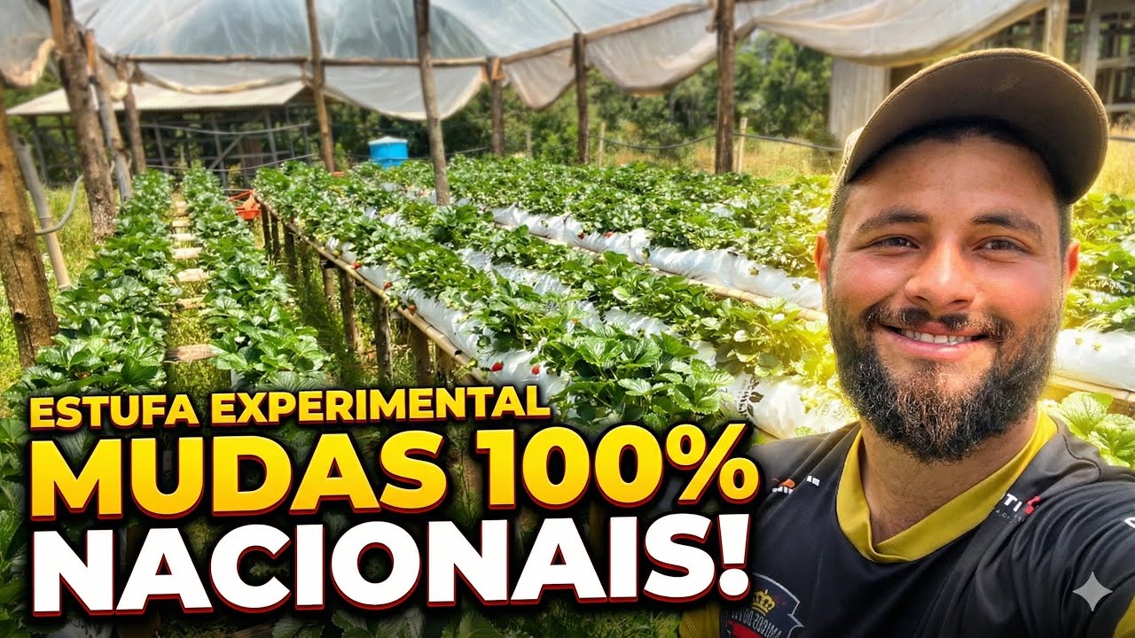 ESTUFA 100% BRASILEIRA! Veja Como São Produzidas Nossas Mudas de Qualidade