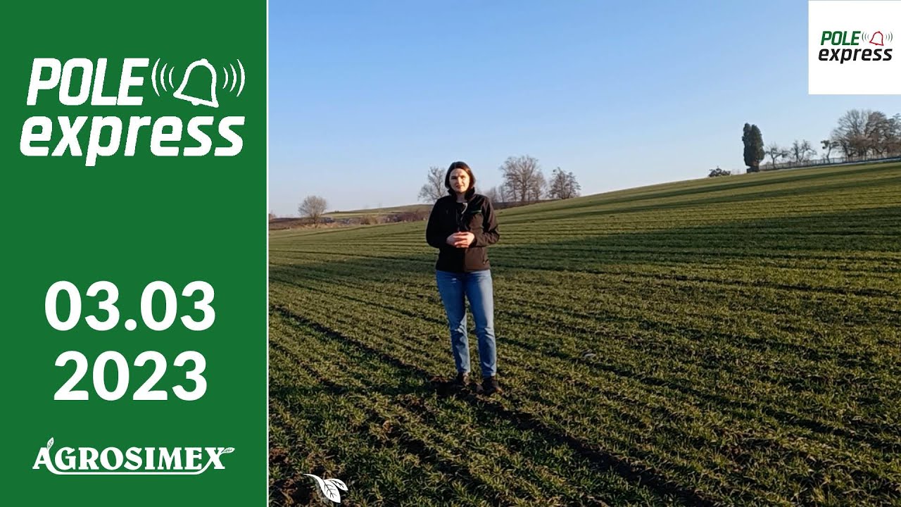 Nawożenie zbóż ozimych w marcu - POLE express Agrosimex