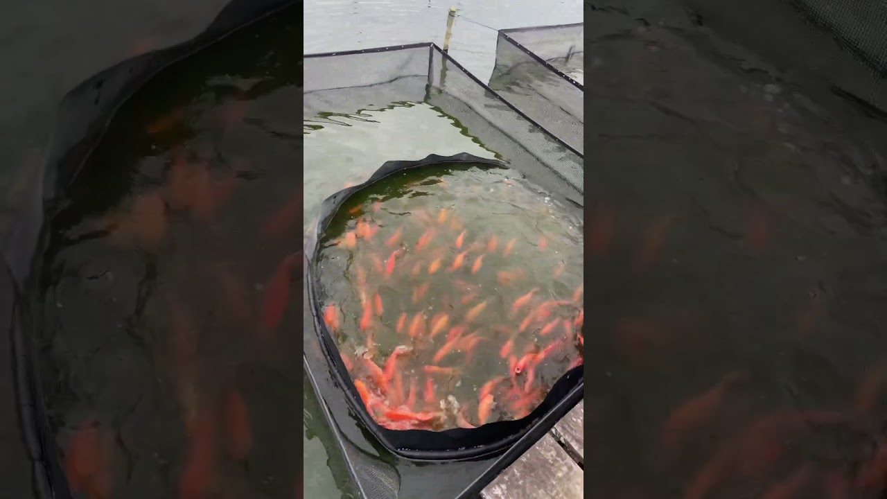 Matrizes Til&aacute;pia Saint Peter 🎣🐟 #tilapia #saintpeter #aquicultura #fish #peixes #piscicultura