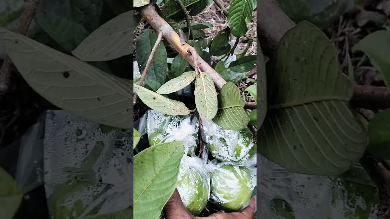 105 buah satu pohon #jambukristal 