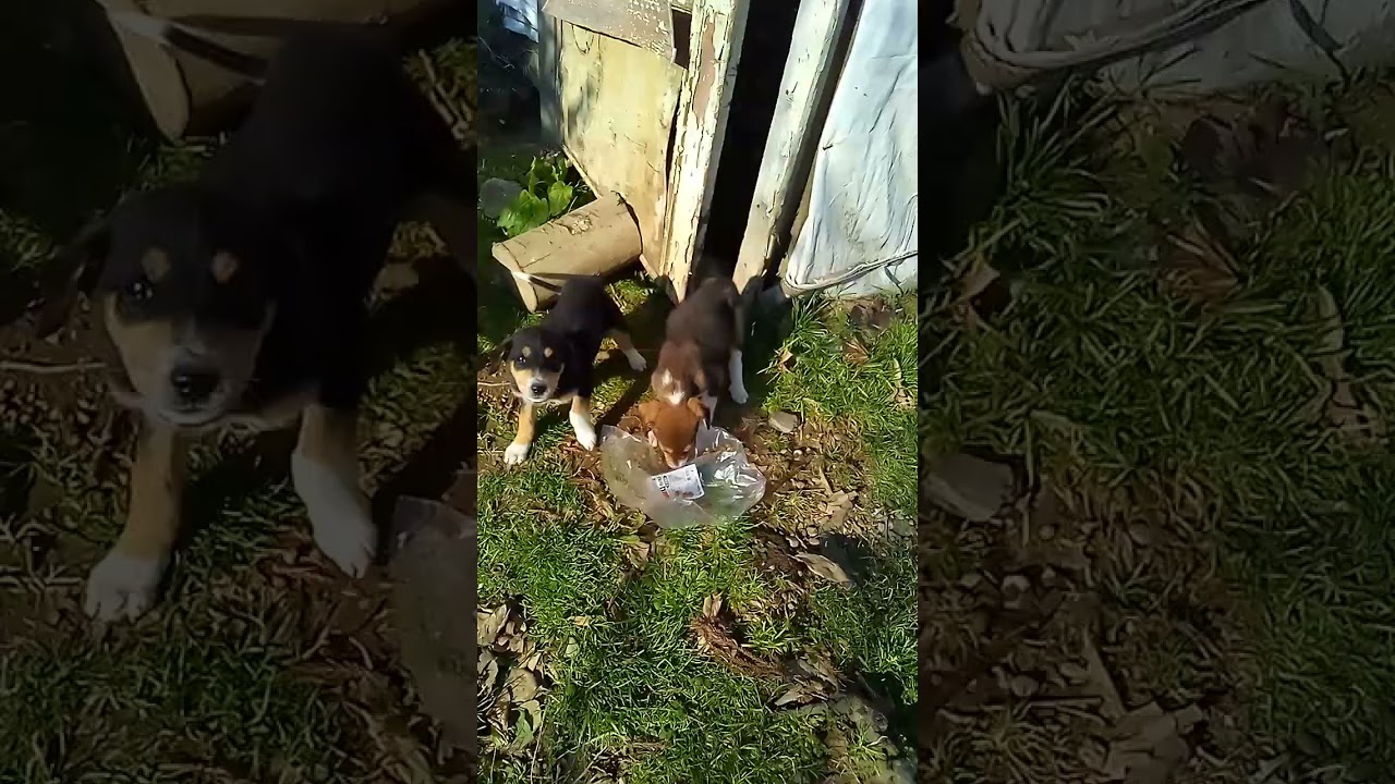 Terk edilen canlar. 🤬🤬   #k&ouml;pek  #dog  #yavrular #yavruk&ouml;pekler
