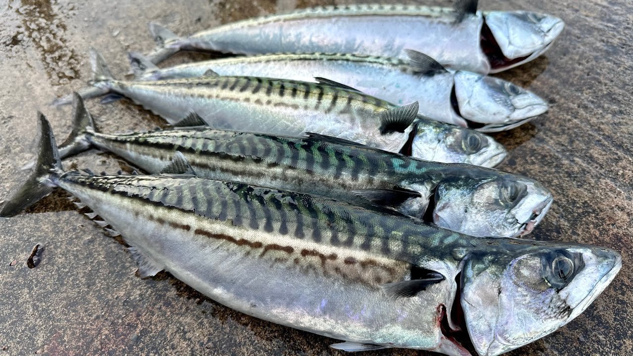 First Mackerel fishing of the year - FAT ONES!